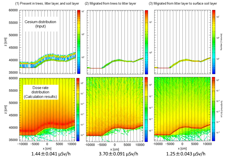 Simulation results considering chronological changes in cesium distribution in forests