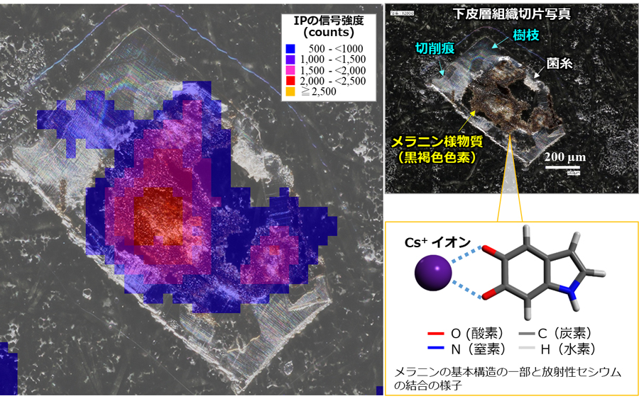 Distribution of radioactive cesium in melanin-like substances in lower cortex tissue section
