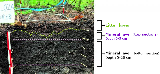 Cross section of forest soil