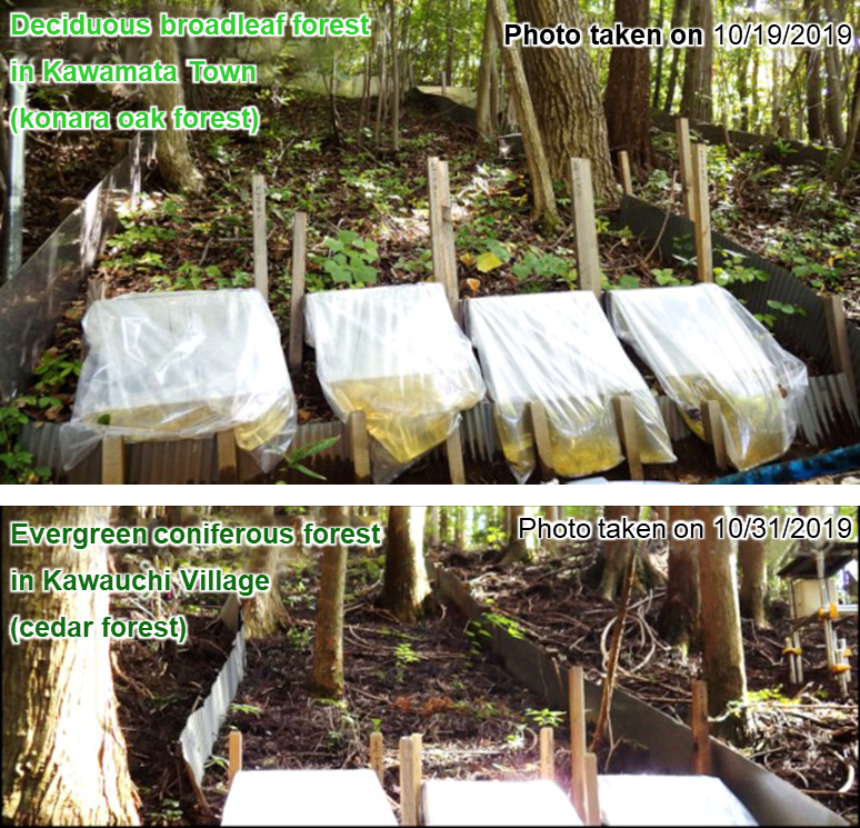 Observation plots set on forest slopes with an angle of about 30 degrees