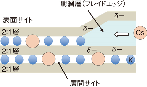 風化黒雲母への放射性セシウムの取り込みモデル