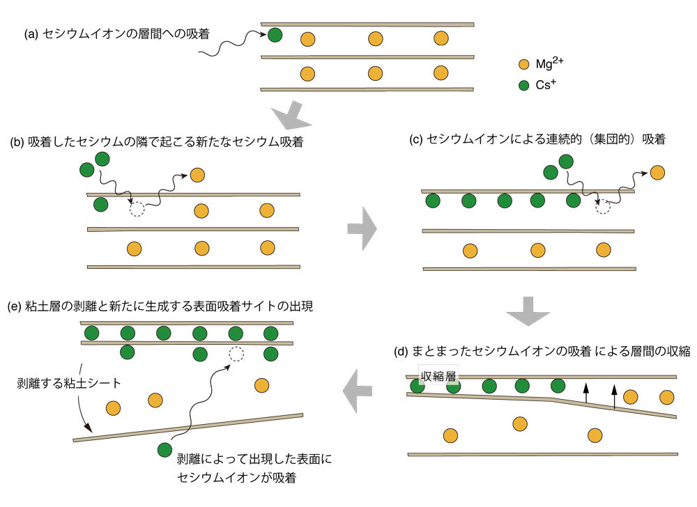 ドミノ倒し的に吸着するセシウムイオンとバーミキュライトの構造変化