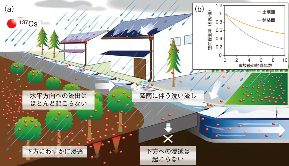(a)市街地における137Csの挙動(概観図)、及び(b)137Csの挙動を考慮して推定した空間線量率の減少傾向