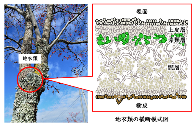 地衣類（キウメノキゴケ：樹幹表面の緑色の着生物）が自生している様子