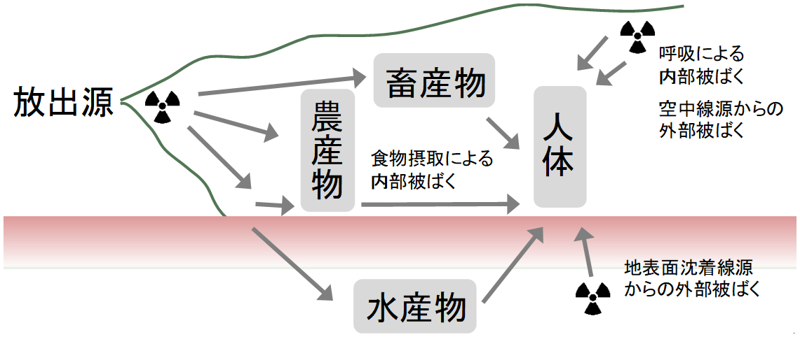 被ばく経路の例