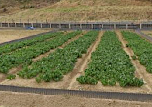 作物（コマツナ）の生育状況