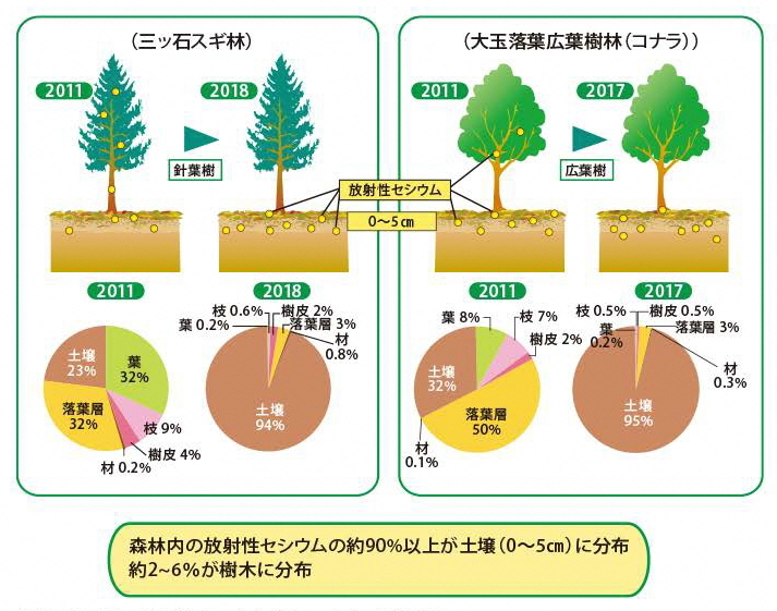 森林の放射性セシウム（134+137）の動態変化