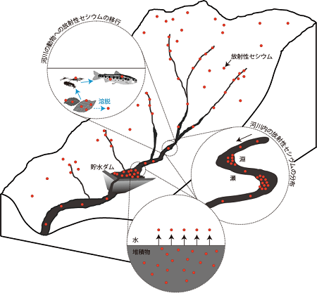 河川内で生じる放射性セシウムの動き