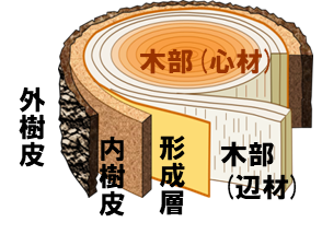 樹木部位の名称