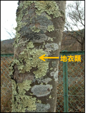 樹木に着生する地衣類（ウメノキゴケ類）