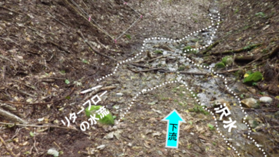 調査地(コナラ・スギ混交林)の様子(調査期間:2014年10∼12月)