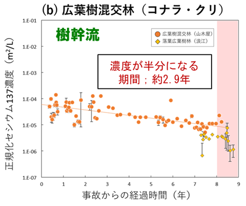 広葉樹混交林-樹幹流