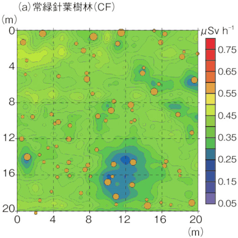 常緑針葉樹林（CF）