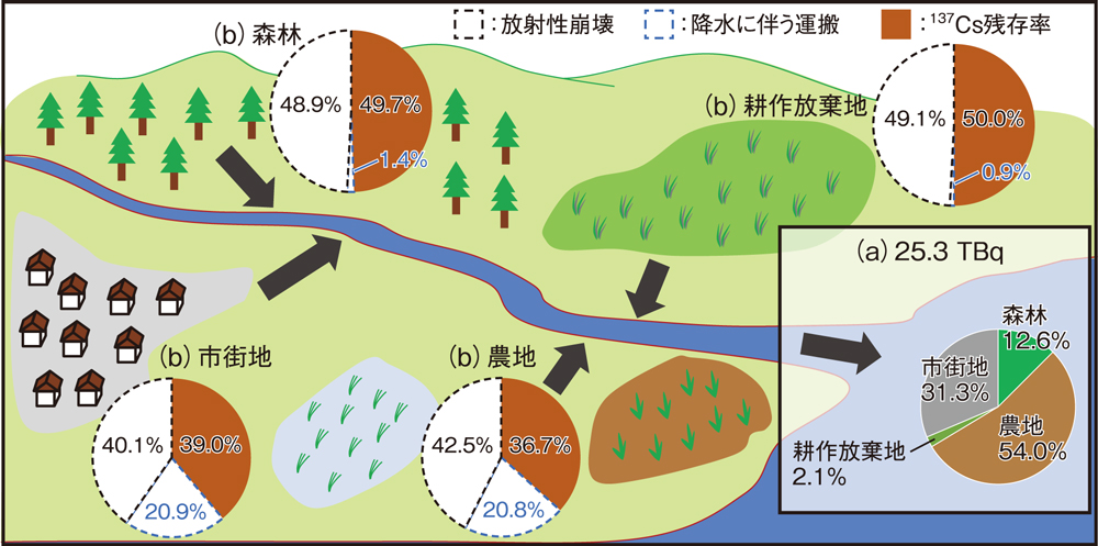 1F事故後30年間における（a）河川から海洋への137Cs輸送量及び土地利用ごとの寄与率と（b）30年後の土地利用ごとの137Cs残存率及び減少要因の割合