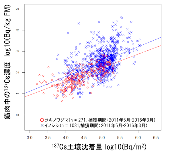 イノシシとツキノワグマにおける筋肉中137Cs濃度と捕獲場所の137Cs土壌沈着量の関係