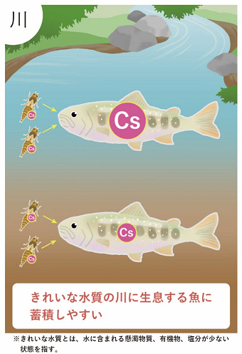 魚への放射性セシウムの蓄積しやすさに影響を与える要因－川
