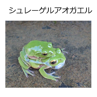 シュレーゲルアマガエル