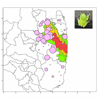 シュレーゲルアマガエル