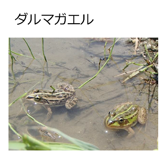 ダルマガエル