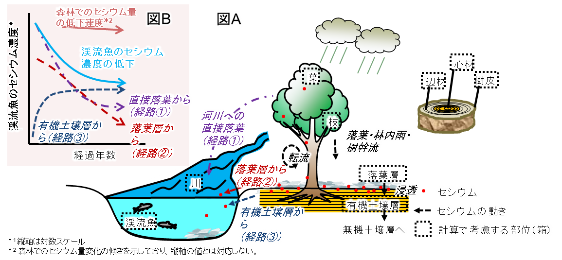 河川水を経由して渓流魚に取り込まれるセシウムの供給経路