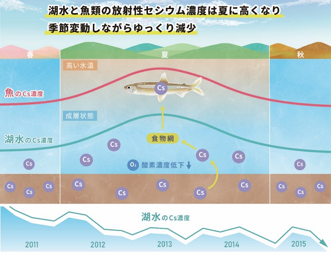 湖水と魚類の放射性セシウム濃度の変化イメージ