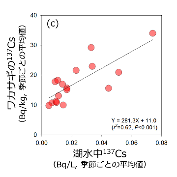 （c）湖水中の放射性セシウム137濃度とワカサギの放射性セシウム137濃度の関係