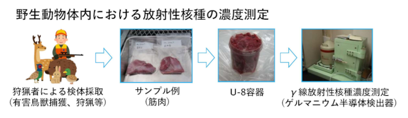 野生動物体内における放射性核種の濃度測定