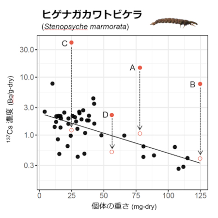 水生昆虫個体ごとの重さと放射性Cs濃度の関係