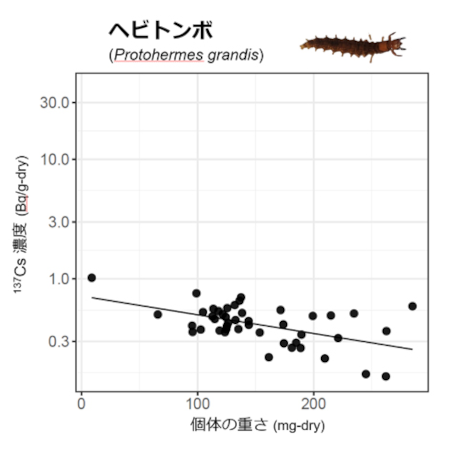 水生昆虫個体ごとの重さと放射性Cs濃度の関係