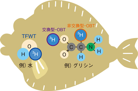 生体中のトリチウムの化学状態
